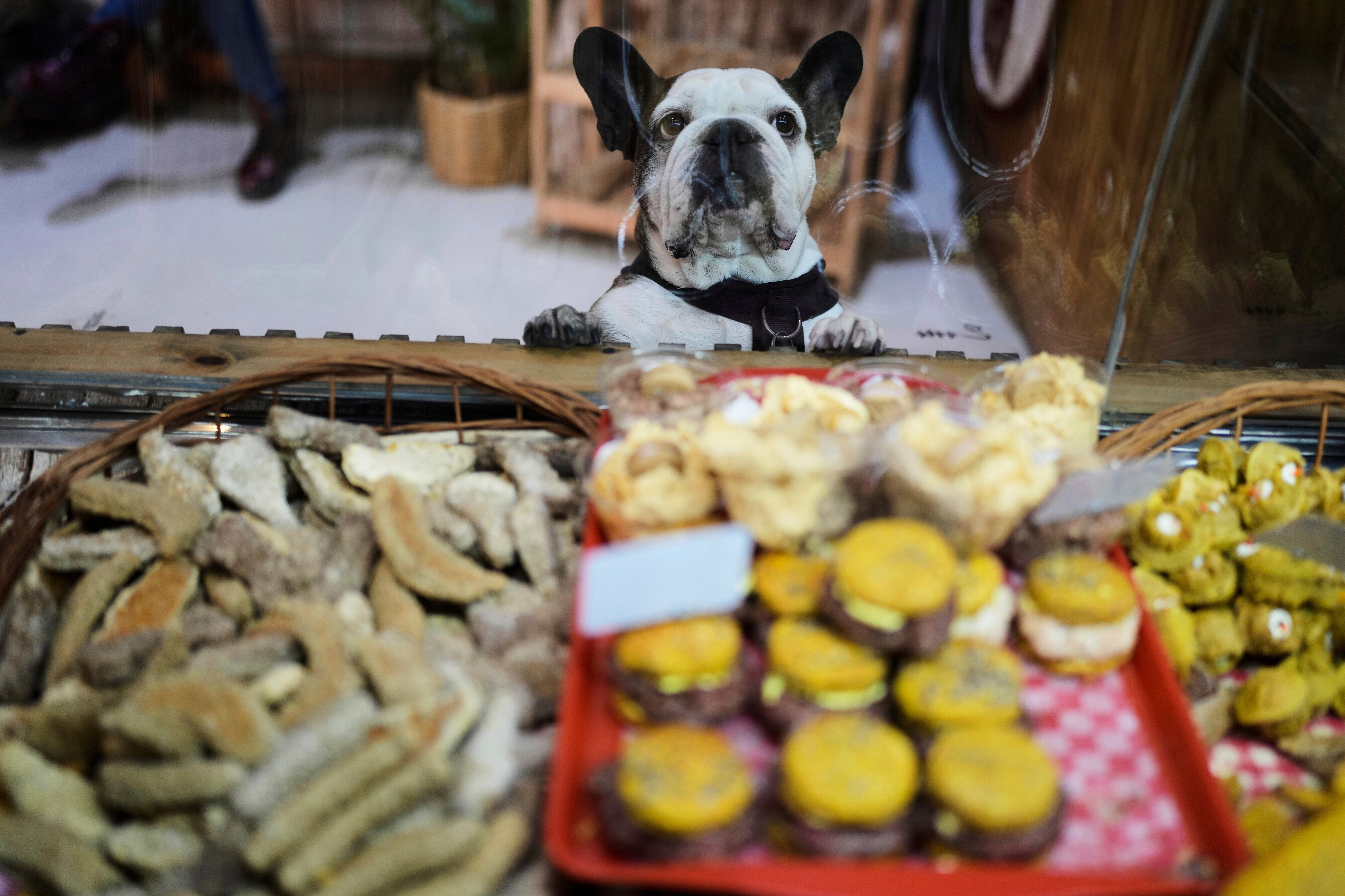 ARGENTINA-NIÑOS VS. PERROS