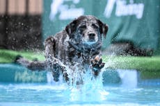 ¿Los perros tienen una mejor vida social que sus dueños?