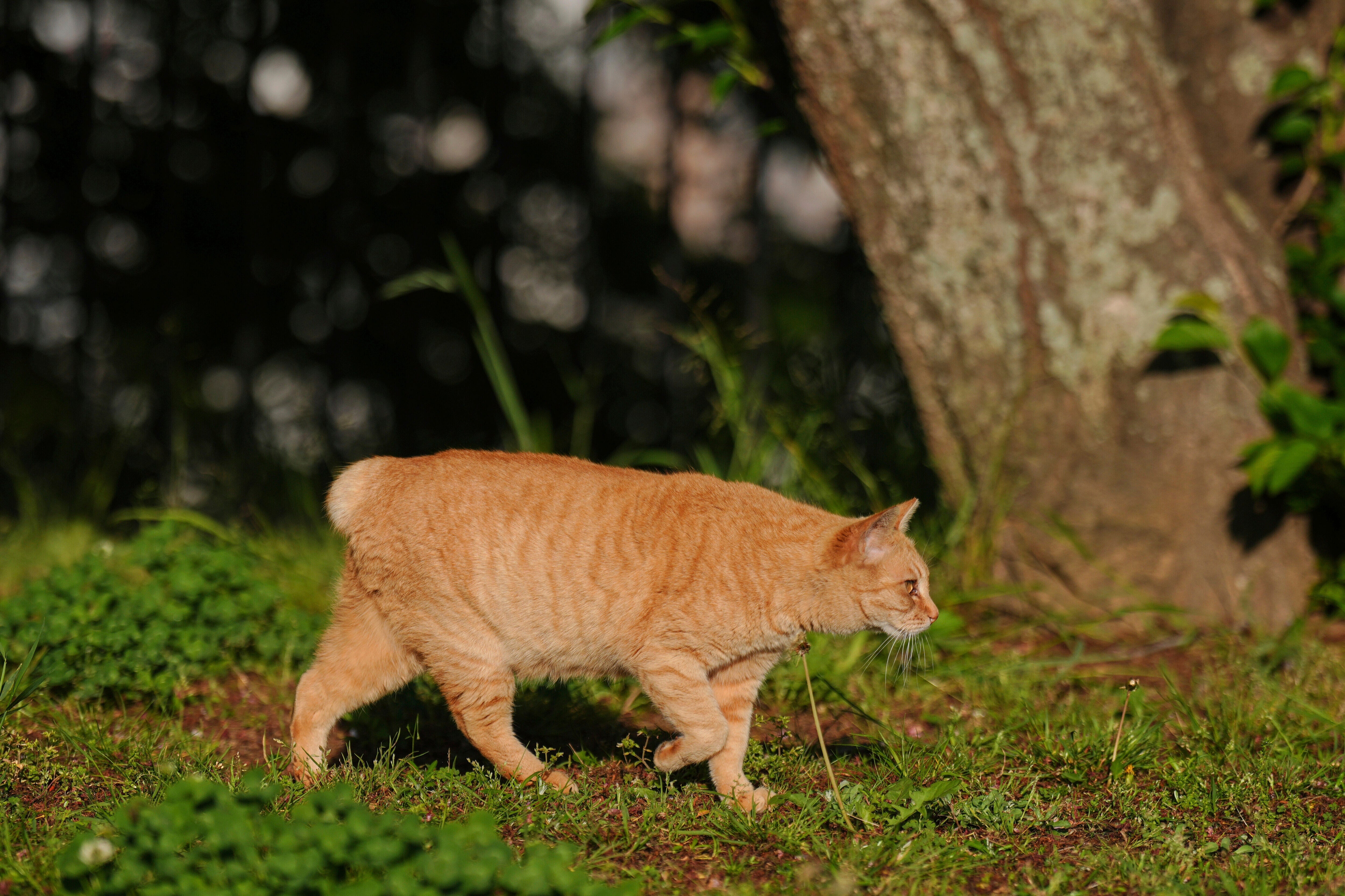 JAPÓN-GATOS SIN COLA