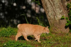 En Japón, los gatos sin cola se consideran de buena suerte y Nagasaki está lleno de ellos