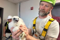 El halcón peregrino se adapta a la vida urbana en EEUU, pero sufre por la gripe aviar en la costa