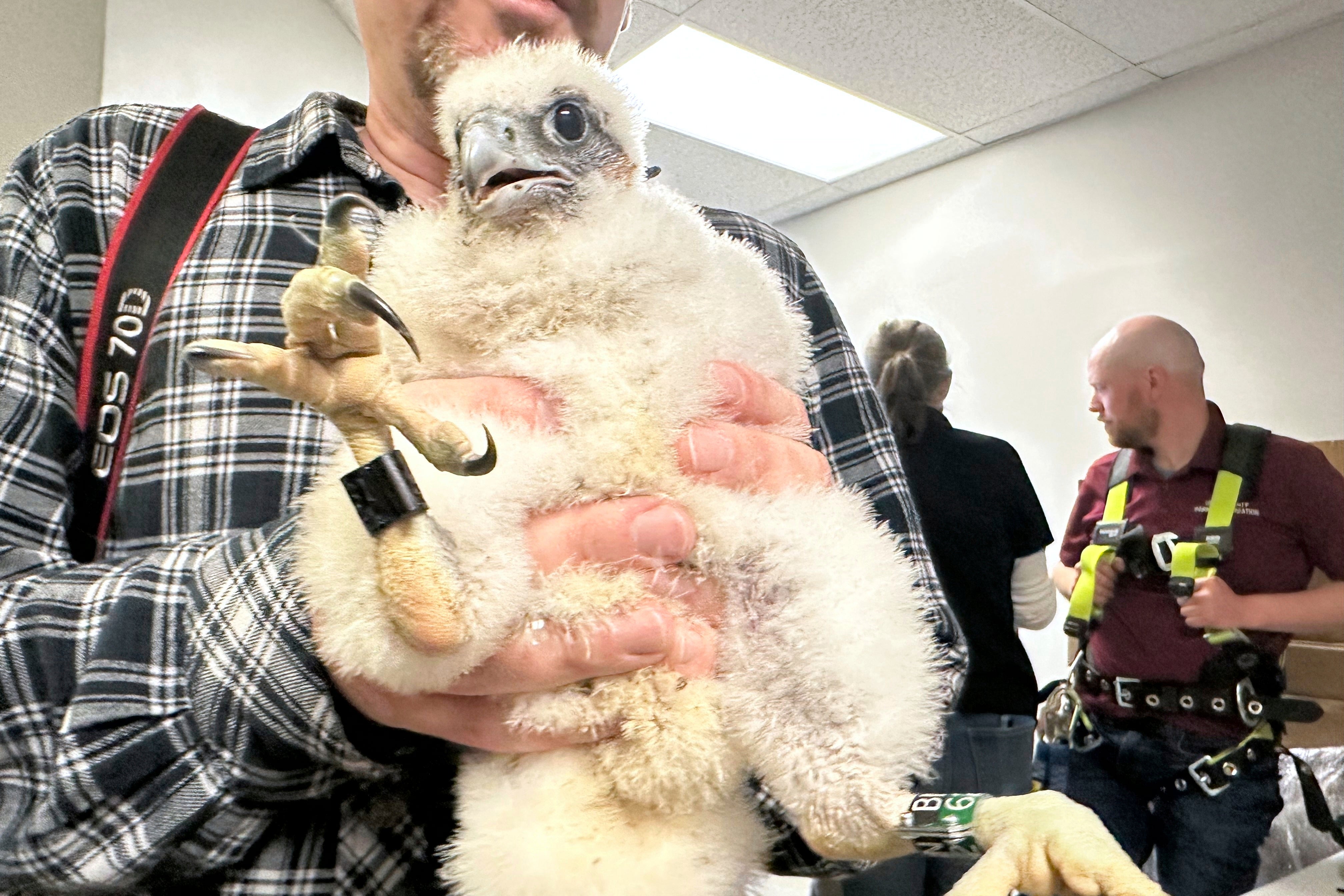 EEUU-HALCONES PEREGRINOS-GRIPE