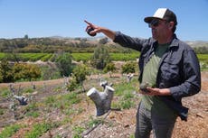 Productores de aguacate en California dicen que importaciones mexicanas han impulsado sus ventas