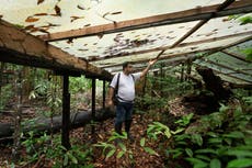 ¿Qué pasaría si la selva amazónica se secara? Este experimento de décadas tiene algunas respuestas