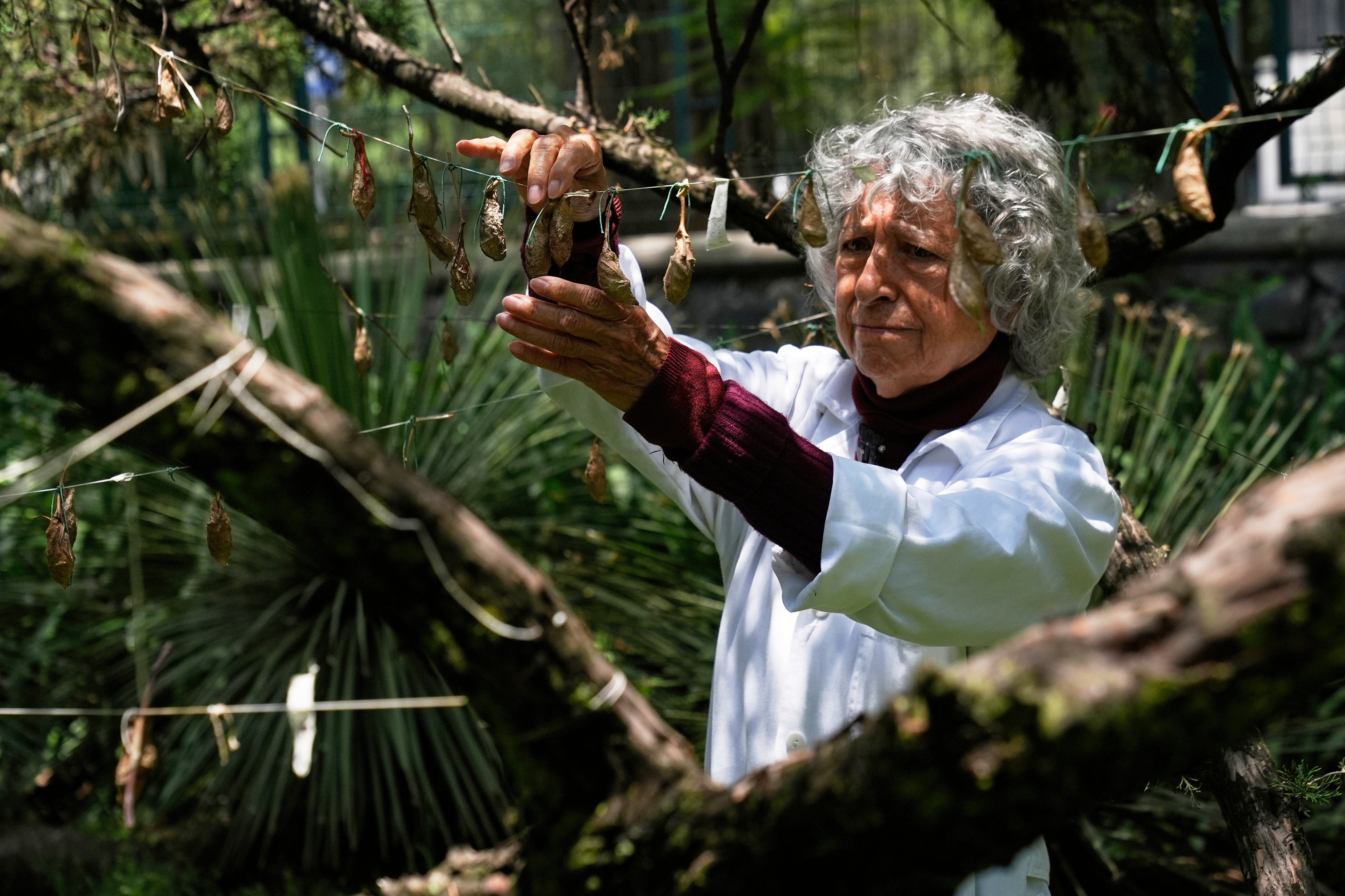MÉXICO-RESCATE DE MARIPOSAS