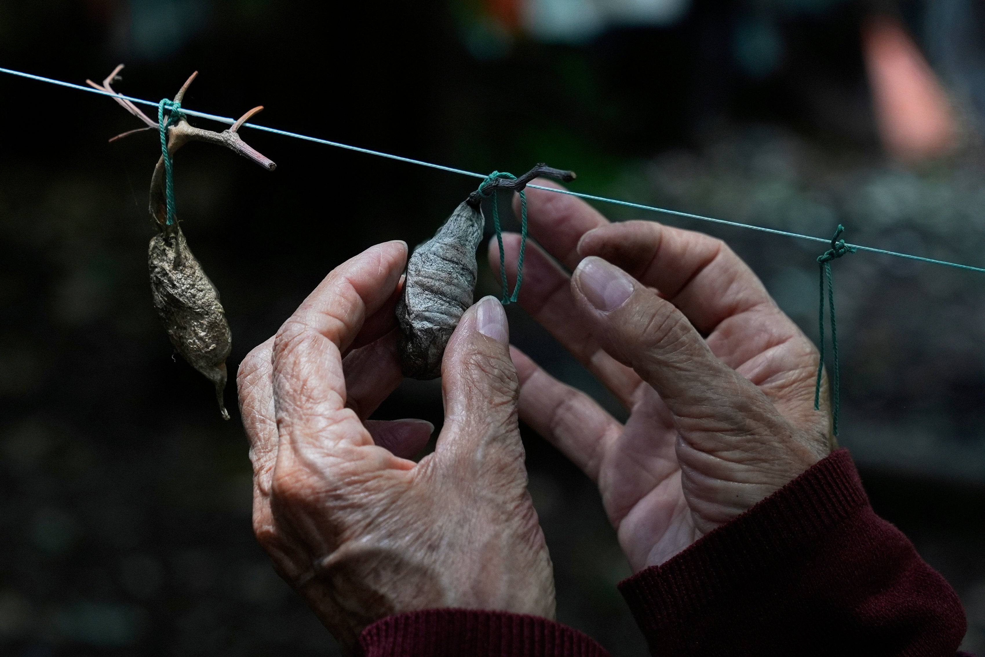 MÉXICO-RESCATE DE MARIPOSAS