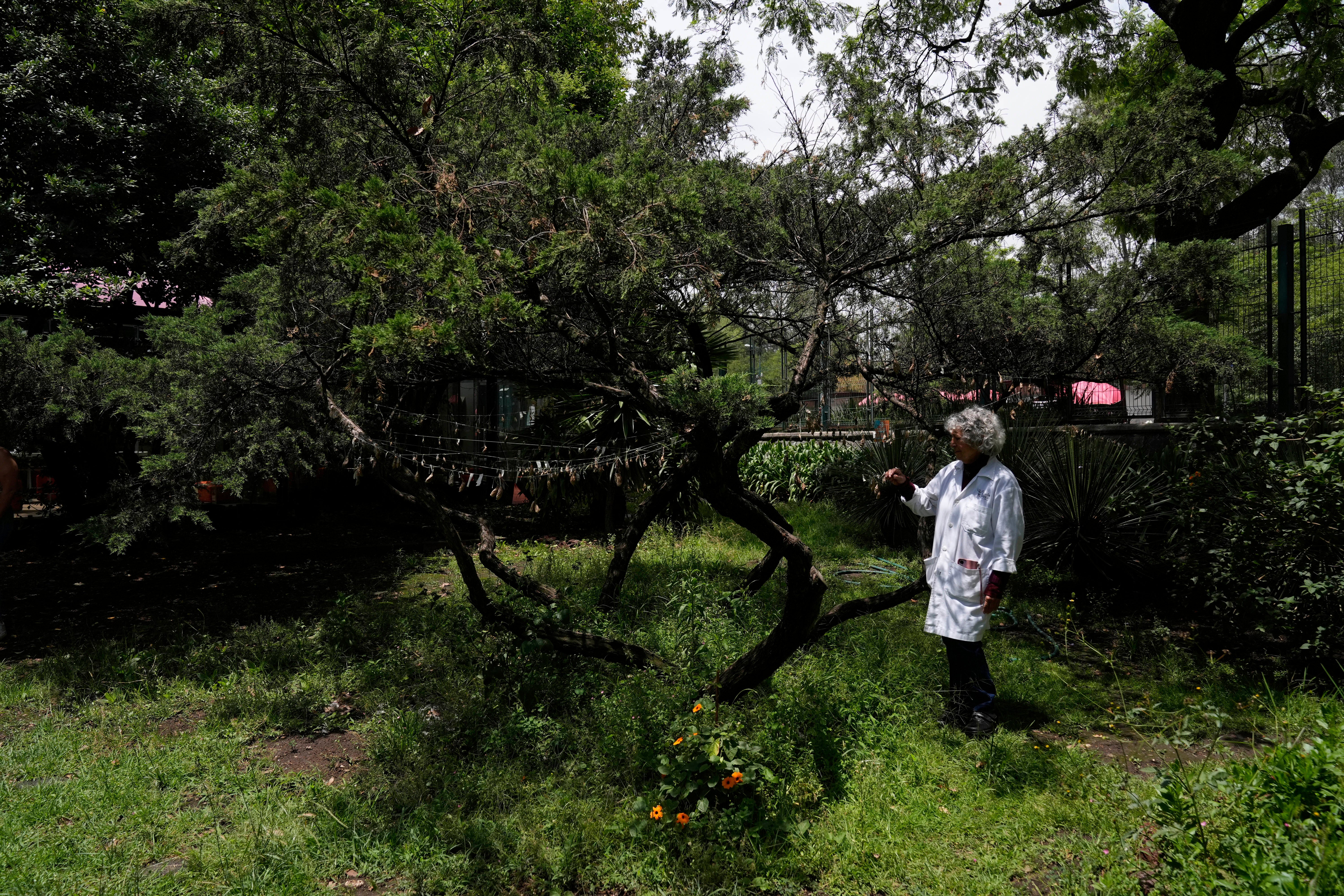 MÉXICO-RESCATE DE MARIPOSAS