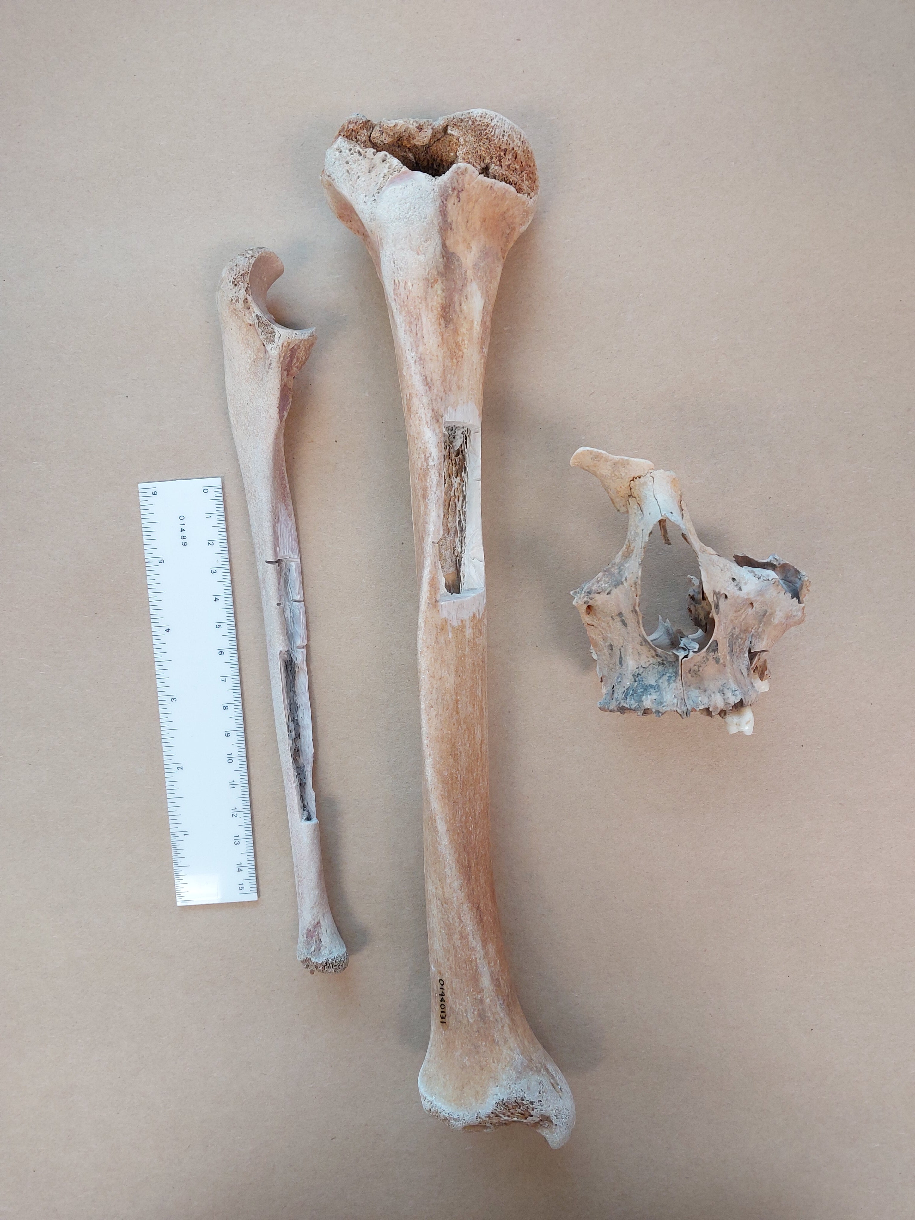 Los investigadores localizaron a la tataranieta del capitán, cuyo análisis de ADN permitió confirmar la identidad de los restos