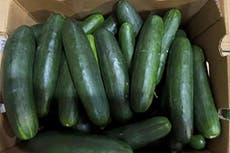 Decenas se enferman por brote de salmonela vinculado a pepinos retirados del mercado