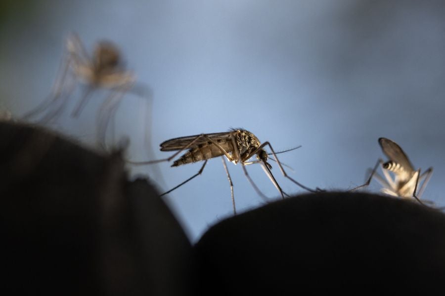 El virus del Zika se transmite principalmente a través de la picadura de mosquitos Aedes infectados