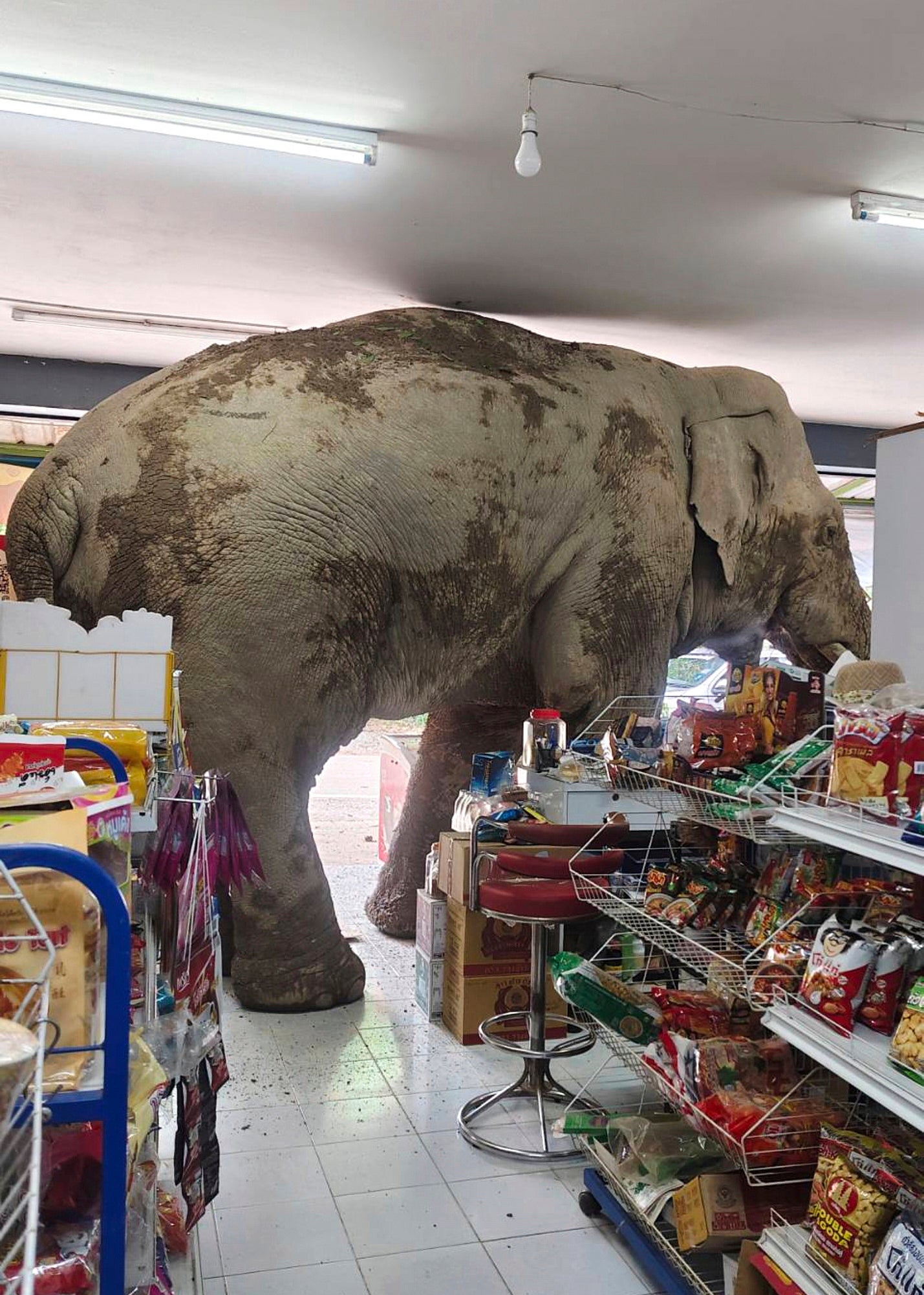 ASI-GEN TAILANDIA-ELEFANTE