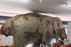 Un elefante salvaje y hambriento asalta una tienda en Tailandia en busca de comida