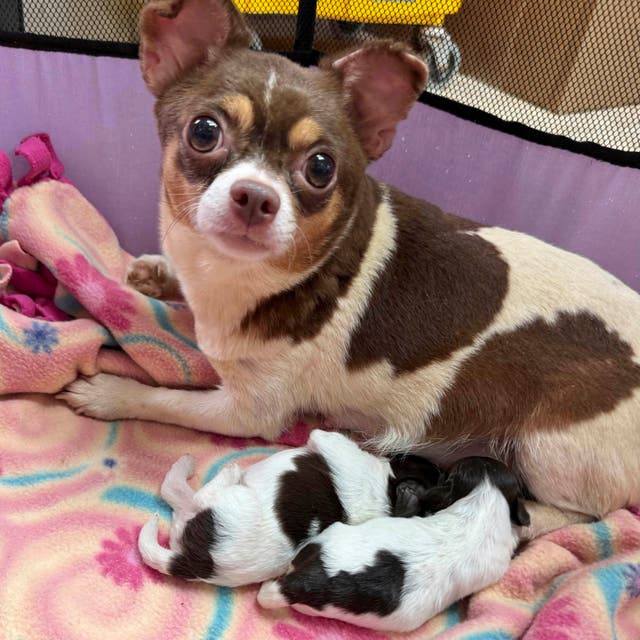 CAROLINA DEL NORTE-PERROS RESCATADOS