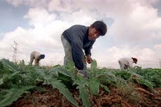 ¿Por qué había tantos agricultores tailandeses entre los rehenes de Hamás?