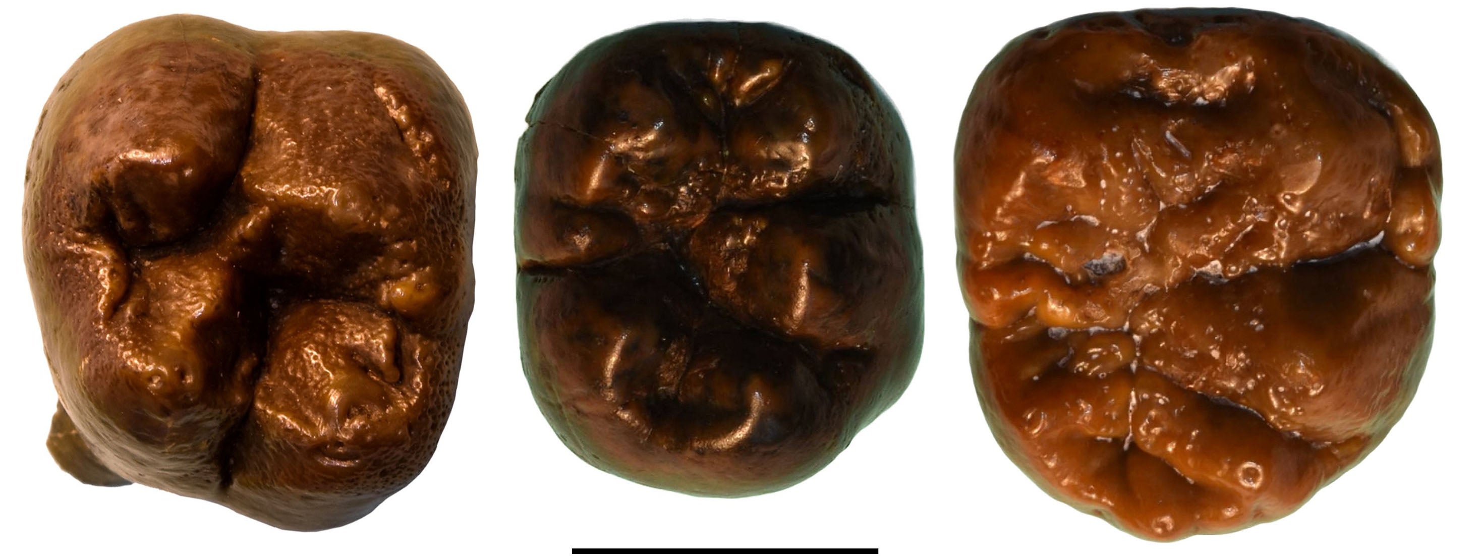 Marcas en el esmalte dental de Paranthropus