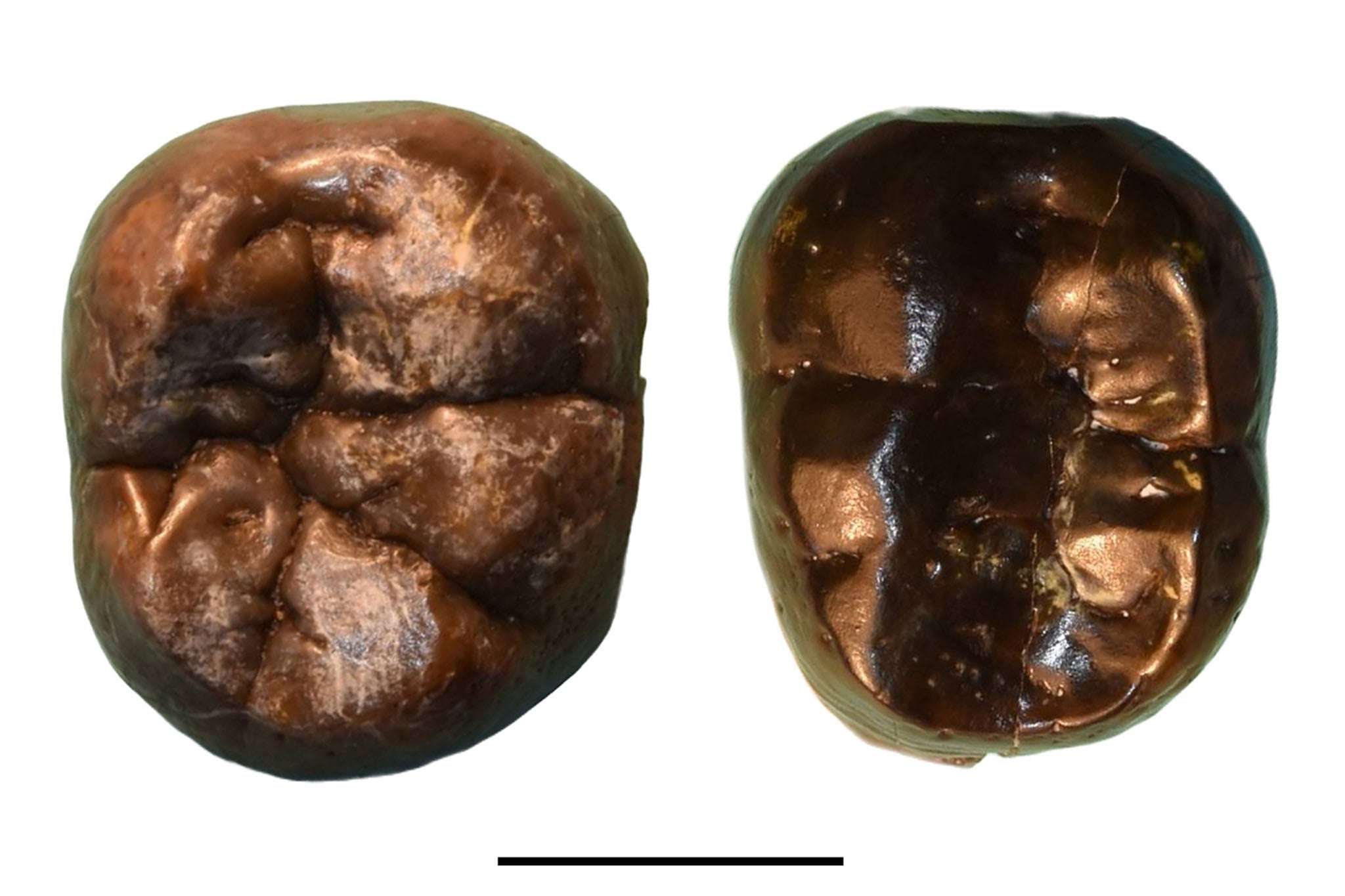 Marcas en los dientes no robustos de Omo