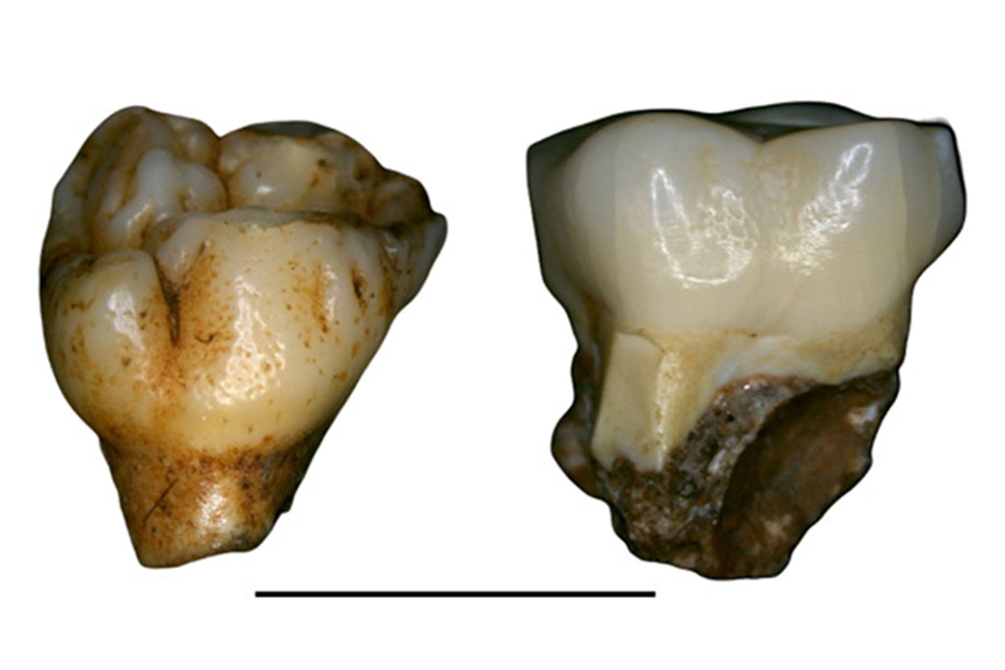 Dos dientes de Paranthropus robustus, hallados en la cantera principal de Drimolen, presentan picaduras uniformes, circulares y poco profundas
