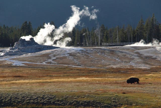 YELLOWSTONE-ATAQUE DE BISONTE