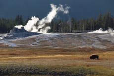 Bisonte embiste a visitante del Parque Nacional Yellowstone que se acercó demasiado