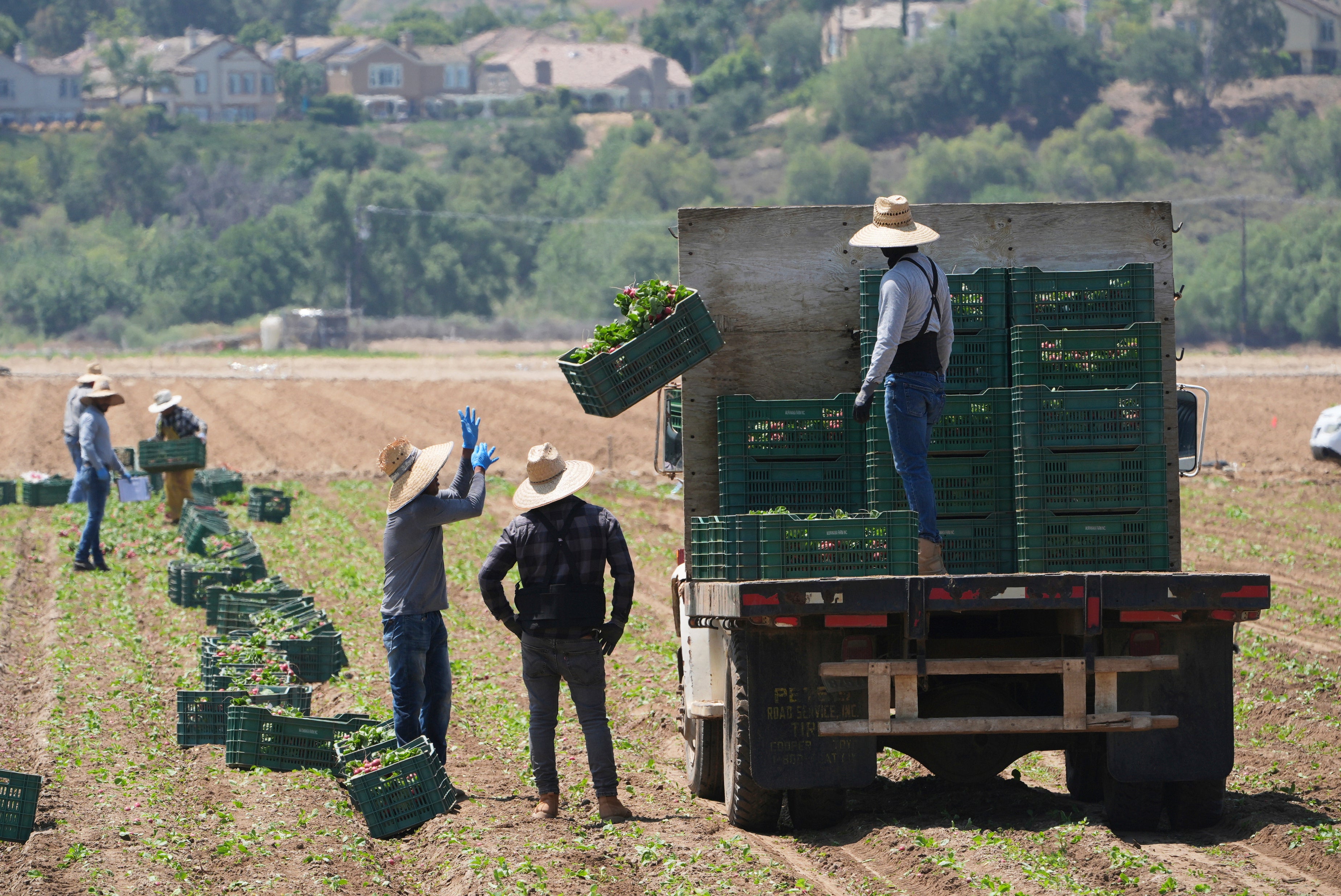 AMN-INM CALIFORNIA-MIGRANTES AGRICULTURA