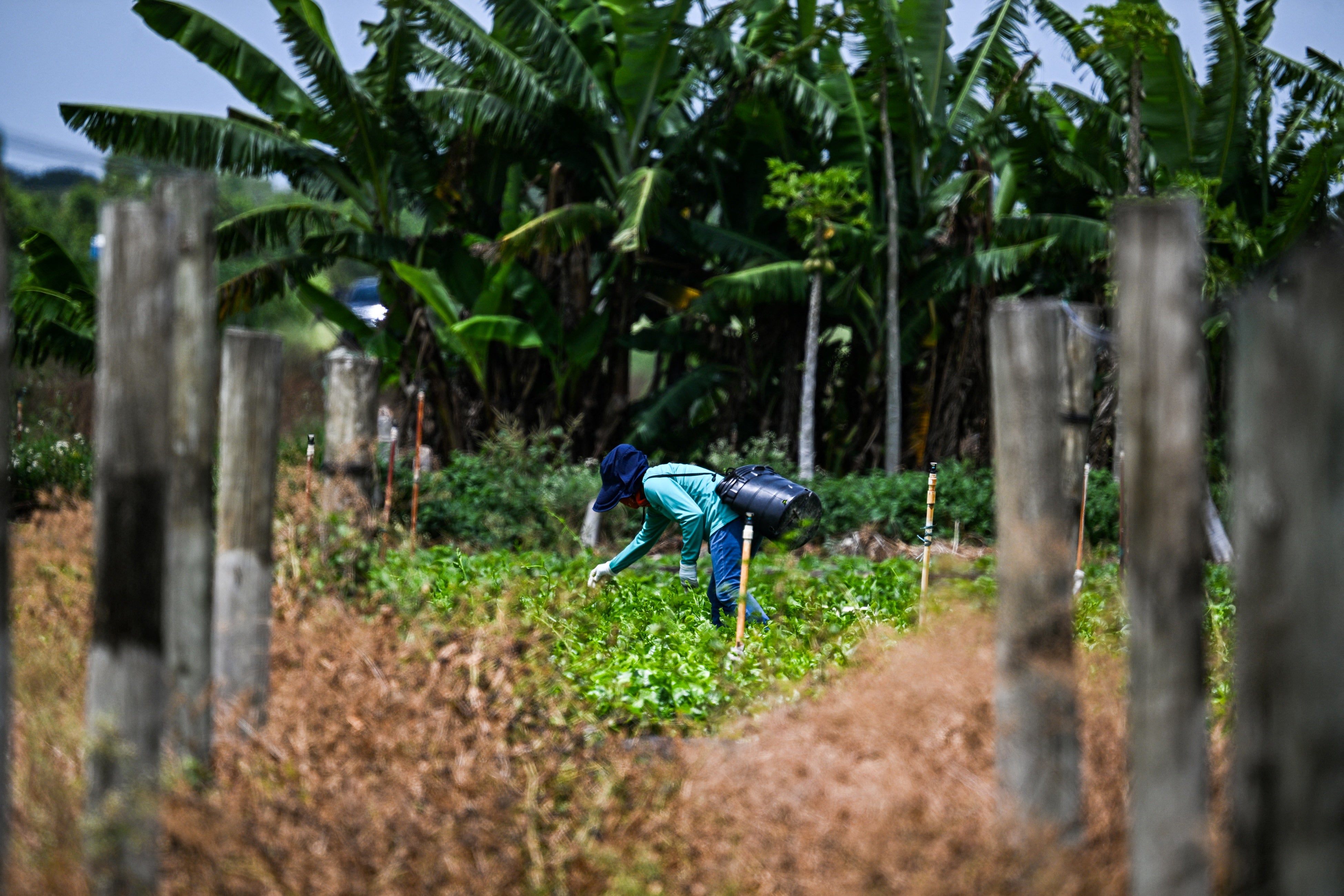 Un trabajador migrante en una granja de Homestead, Florida