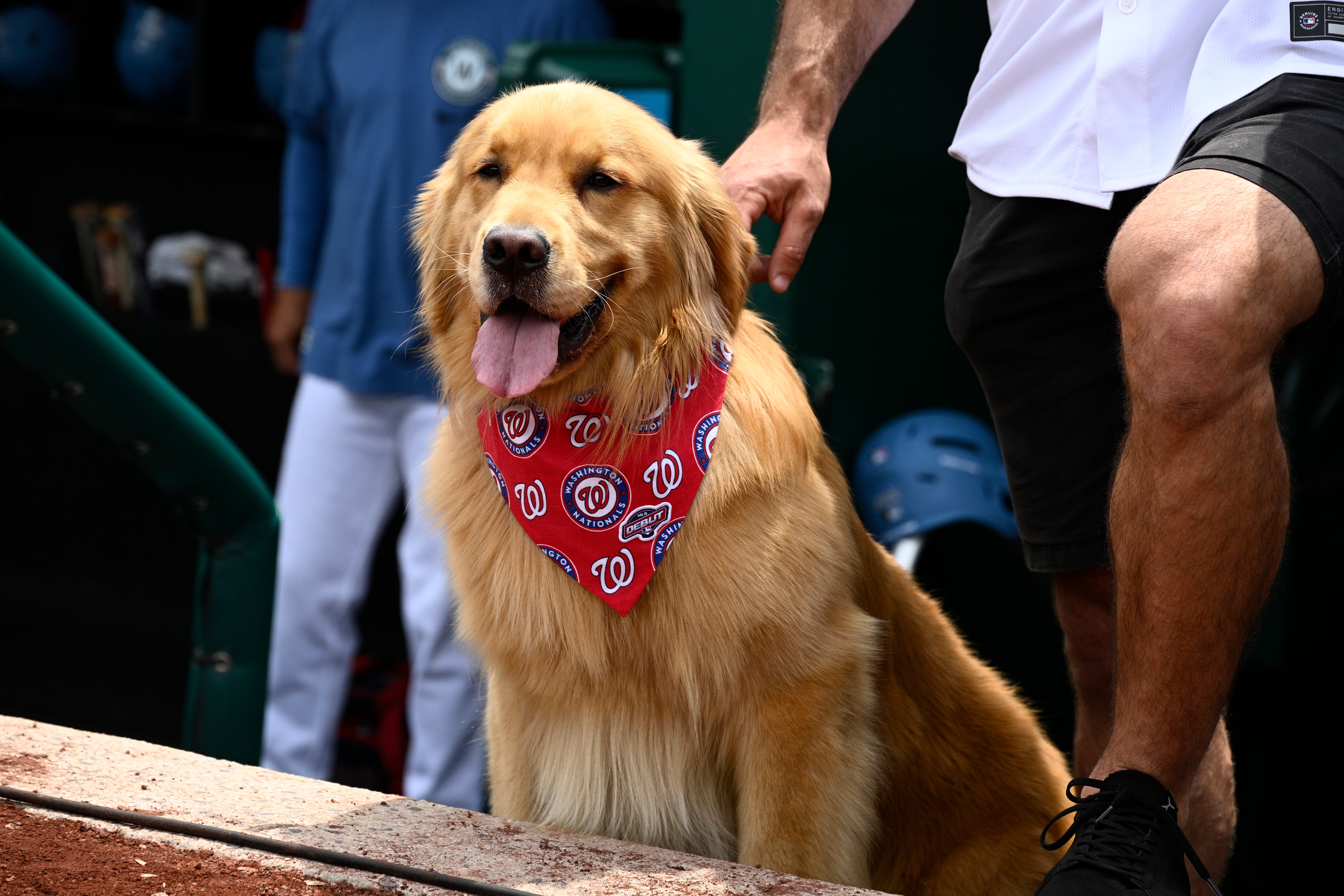 MARLINS NACIONALES PERRO RECOGEBATES
