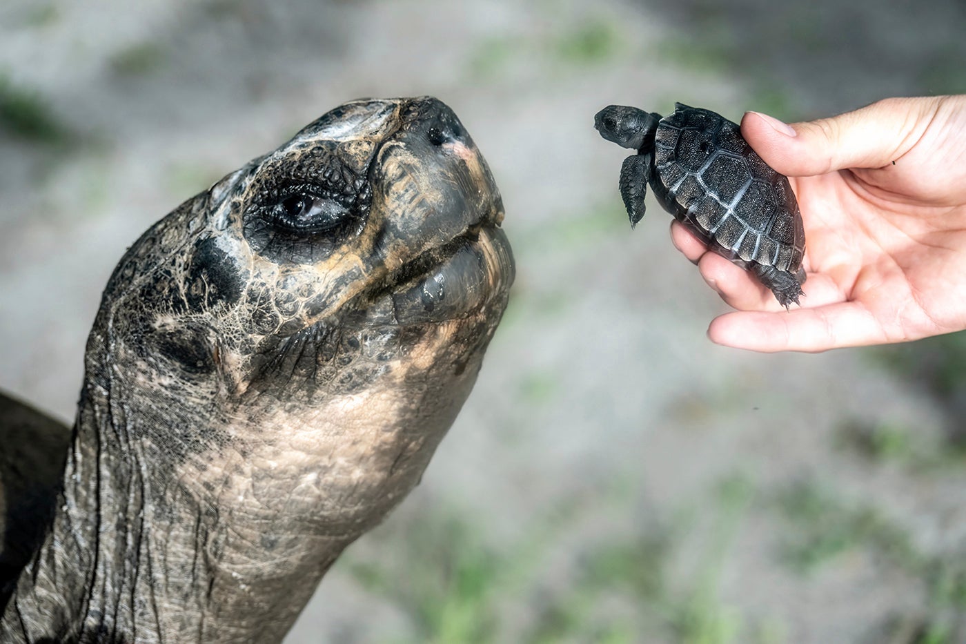 FLORIDA-TORTUGA-BEBÉ