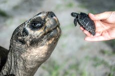 Una tortuga de Galápagos celebra 135 años y su primer Día del Padre en el Zoo de Miami