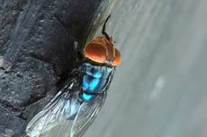 Arrojarán millones de moscas sobre Texas para combatir la plaga de gusanos carnívoros