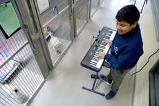 Voluntarios tocan música para calmar a animales en refugios