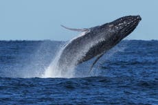 El tráfico de viajeros cede el paso a las ballenas en la autopista australiana para jorobadas