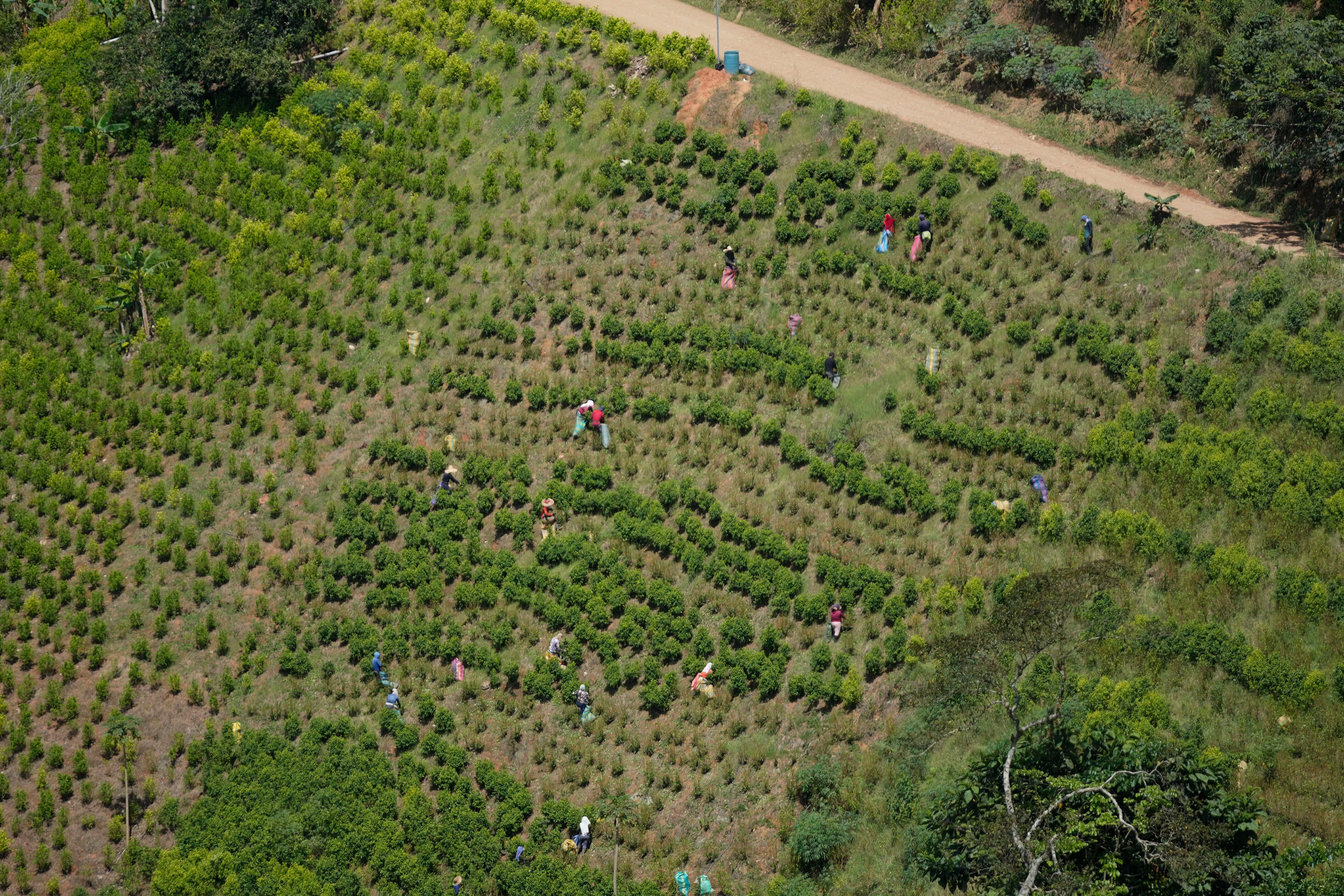COLOMBIA-COCAÍNA