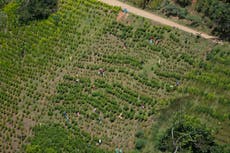 El aumento de cultivos de coca en Colombia influye en producción récord de cocaína, según ONU