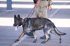 Sabuesos que ayudan con seguridad en Mundial de Clubes usan botines ante el calor extremo