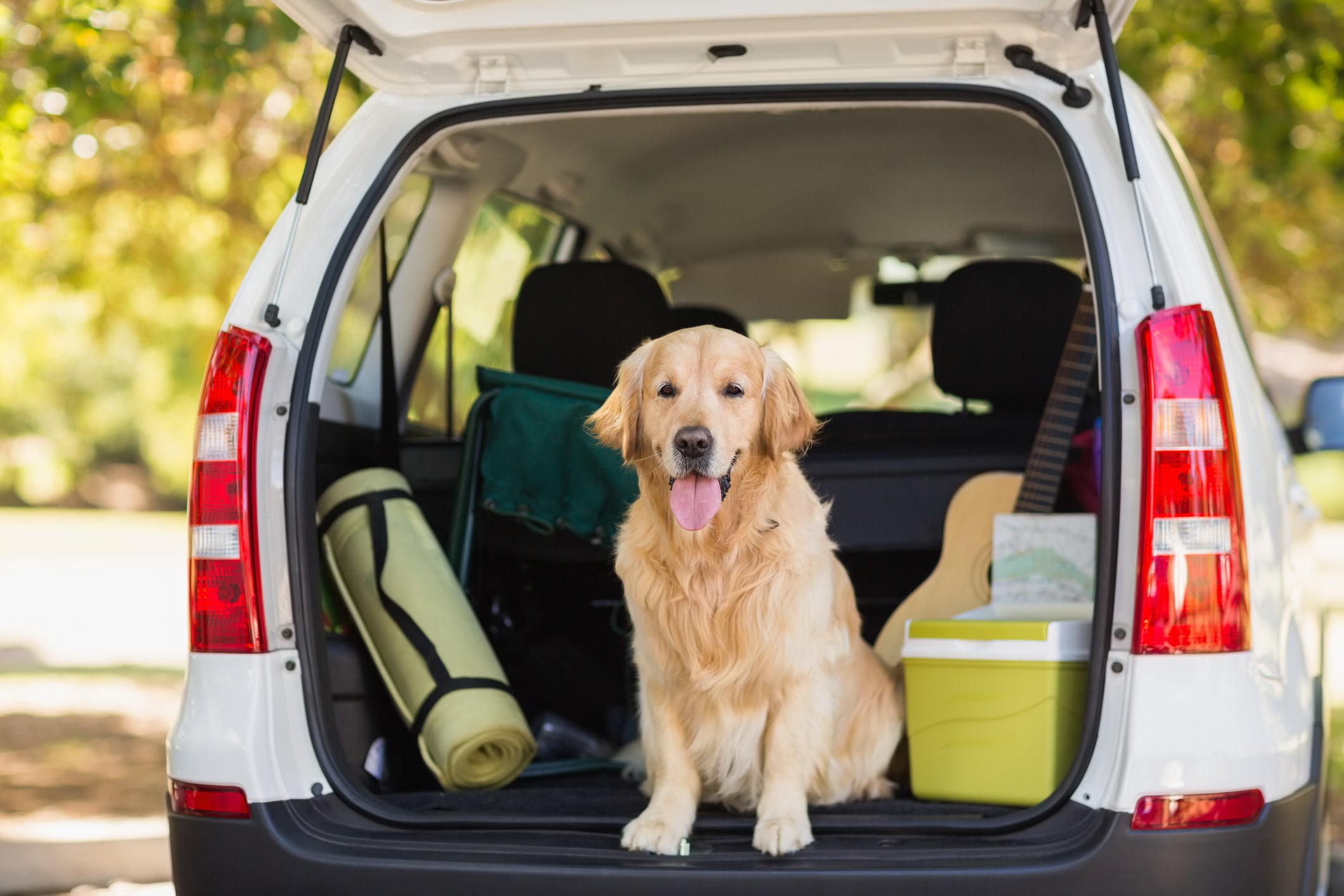 Perro en un auto