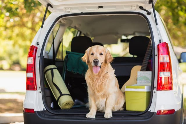 <p>Perro en un auto </p>