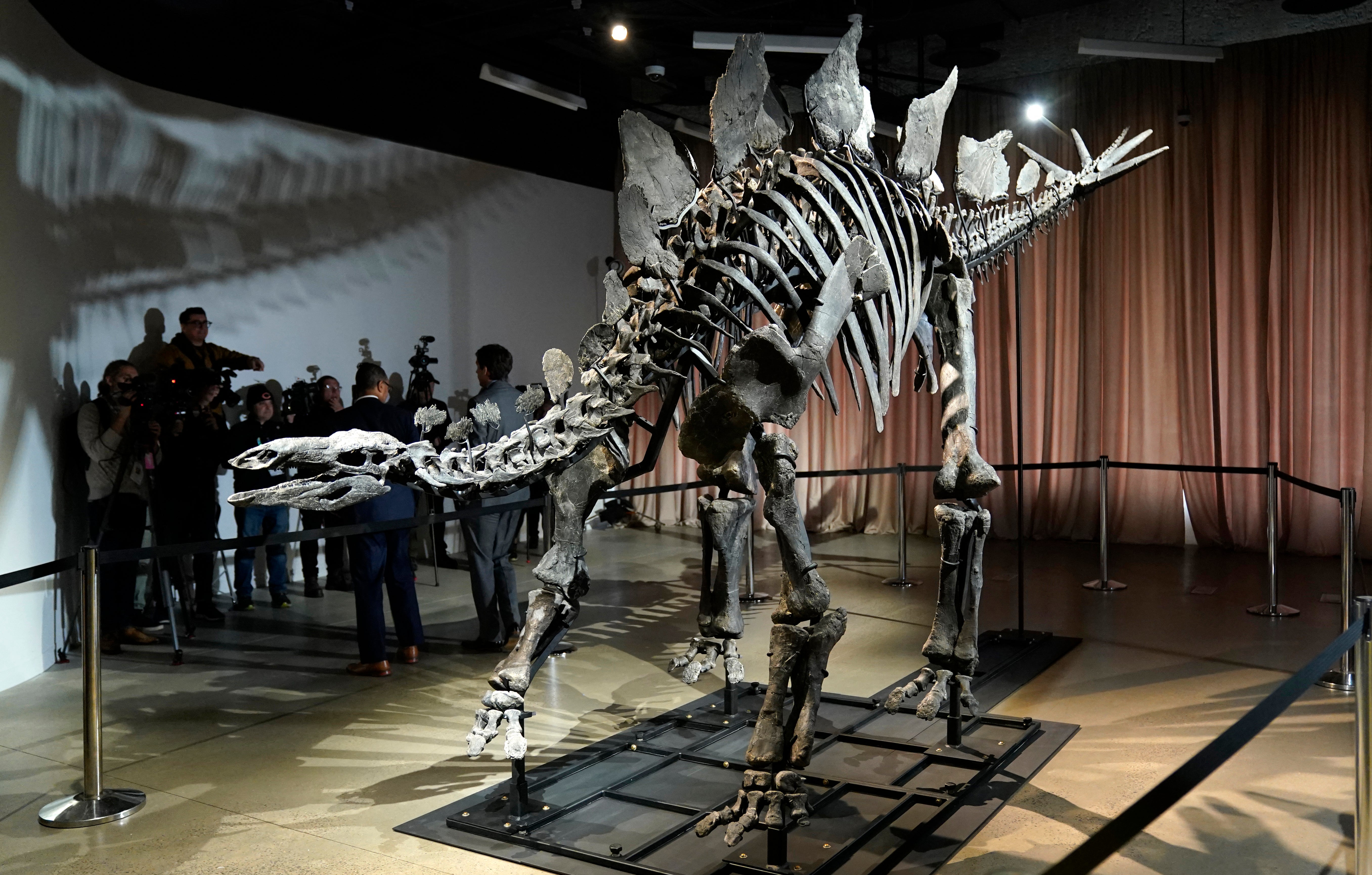 El estegosaurio apodado “Apex” se ve en el Museo Estadounidense de Historia Natural de Nueva York el pasado diciembre. Fue subastado por Sotheby's a principios de año