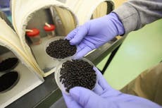 EEUU planea criar millones de moscas para combatir una plaga. Así es como funciona