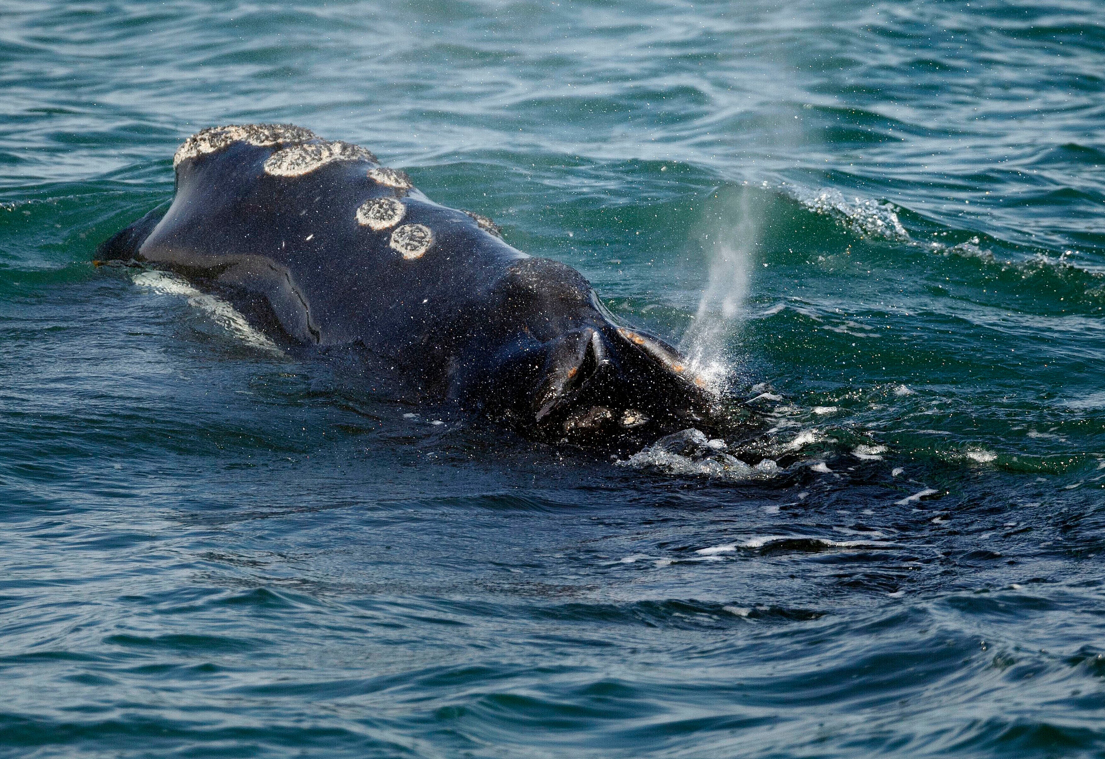 PROTECCION DE BALLENAS