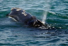 Canadá promete tomar medidas para proteger a las ballenas francas del Atlántico Norte