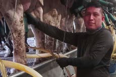 Una granja lechera en Vermont fue allanada; mensajes mixtos de Washington aumentan temores