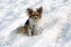 Un chihuahua ayuda a rescatistas suizos a encontrar a un hombre que cayó en un glaciar