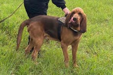 Indigna en Italia la muerte de un perro policía tras comer comida con clavos