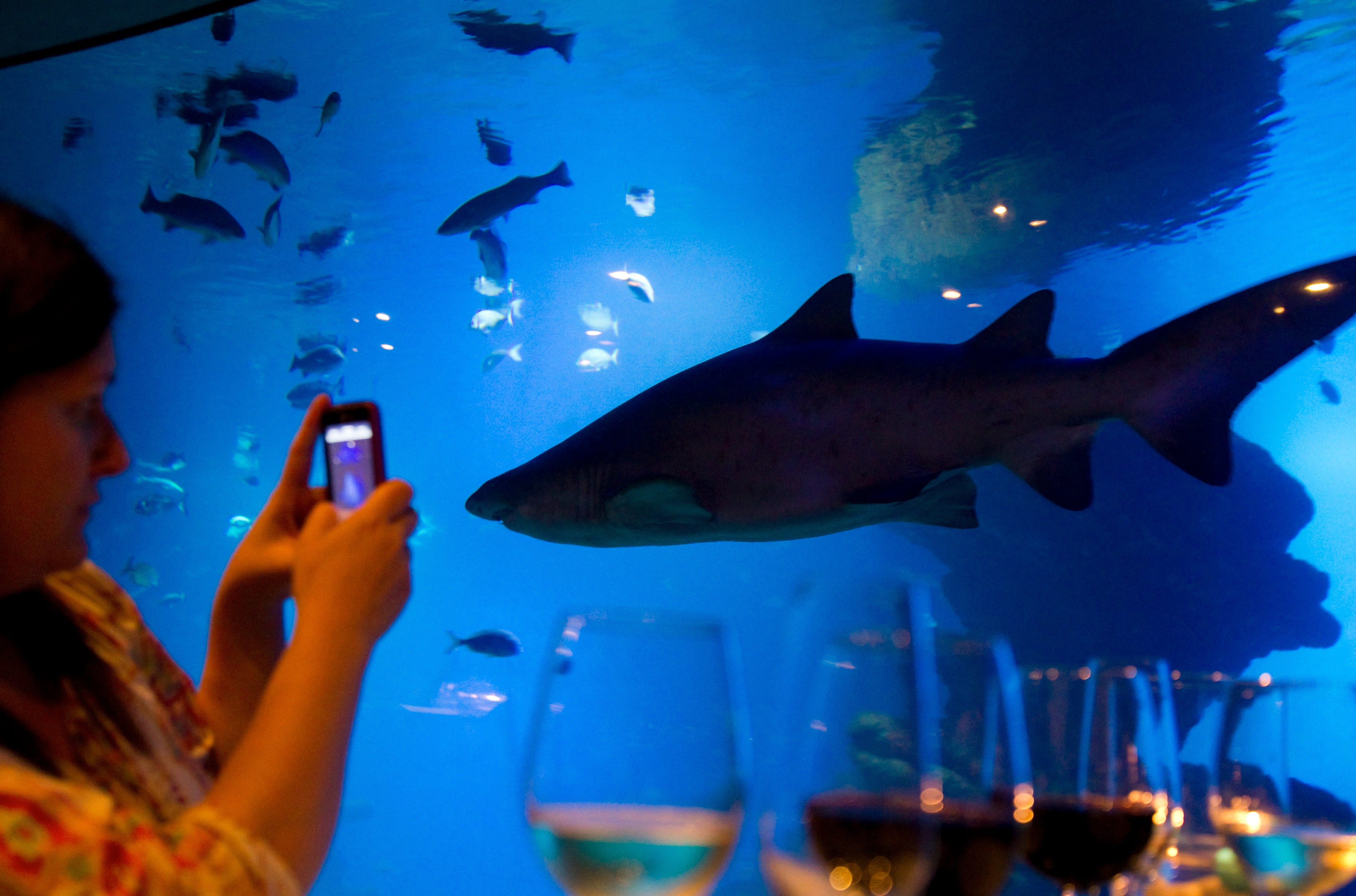 Los tiburones azules pueden cambiar de color como los camaleones, afirman científicos