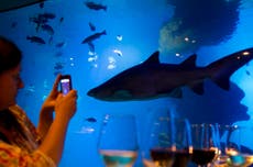 Los tiburones azules pueden cambiar de color como los camaleones, afirman científicos