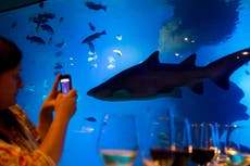 Los tiburones azules pueden cambiar de color como los camaleones, afirman científicos