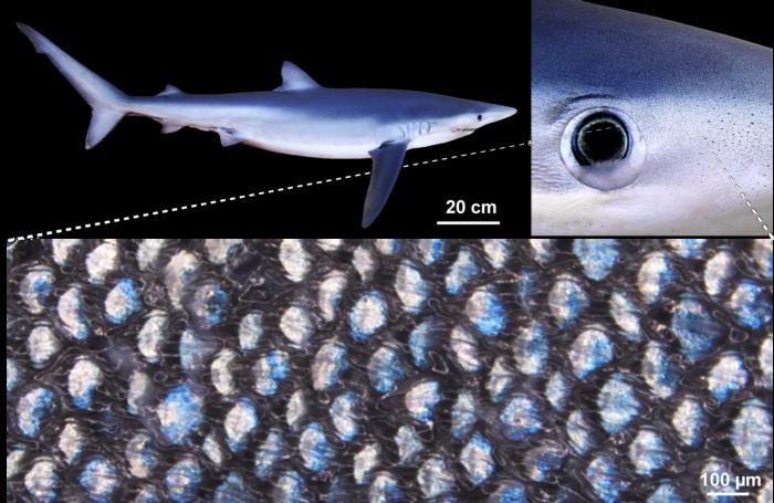 Dentículos dérmicos de tiburón azul