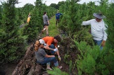Inundaciones en Texas dañaron cultivos y pusieron en riesgo al ganado. Ahora hay que limpiar