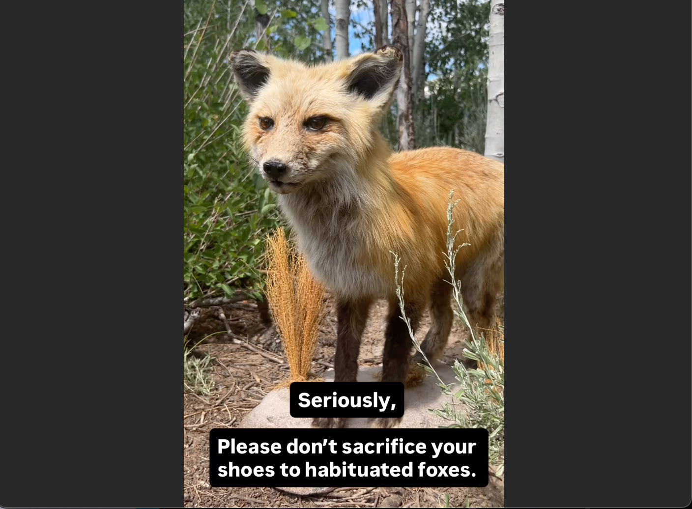 Captura de un video del Servicio de Parques Nacionales en el que se pide a los visitantes del Parque Nacional de Grand Teton que no dejen sus zapatos fuera para que los roben los zorros. Al principio, el parque recurrió al humor para advertir a los visitantes de que un zorro o un grupo de zorros había estado robando zapatos, pero la respuesta de los visitantes fue dejar sus zapatos afuera adrede, en el afán de ver a los animales.
