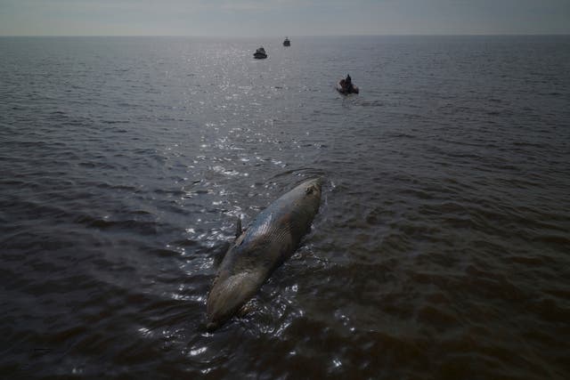 ARGENTINA-BALLENA